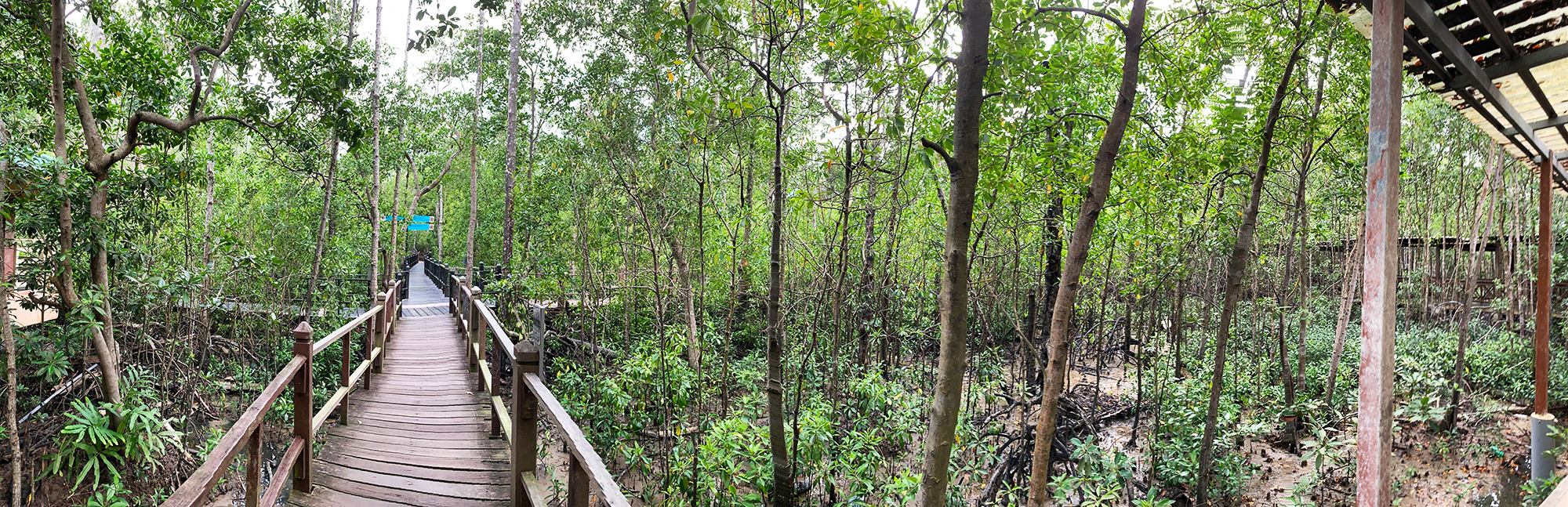 Tanjung Piai Johor National Park Wooden Boardwalks